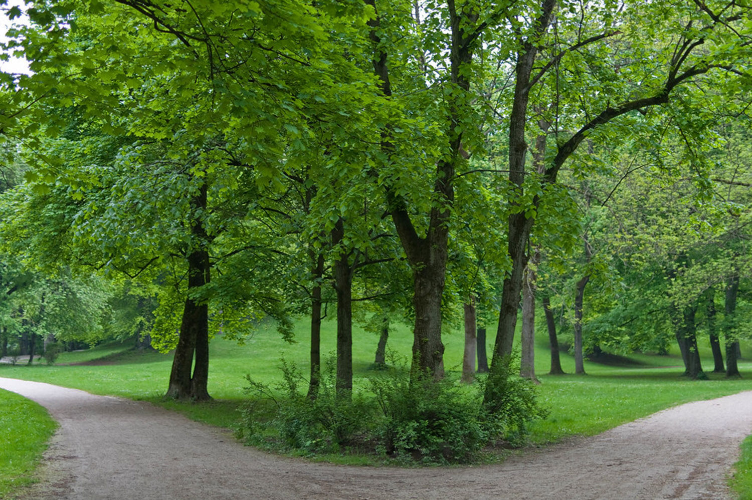Wald mit Weggabelung Wald mit Weggabelung